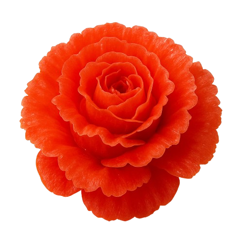 Tomato carnation
